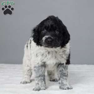 Thunder, Portuguese Water Dog Puppy